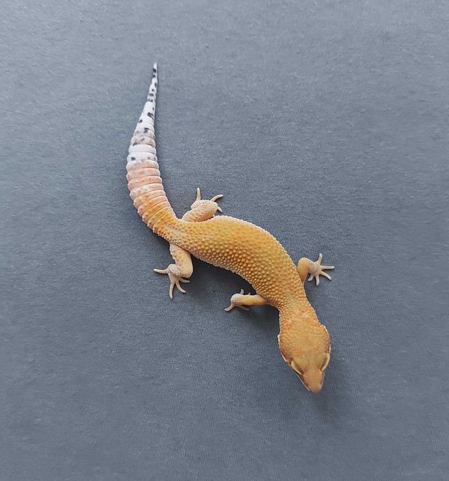 Gekon lamparci - samica