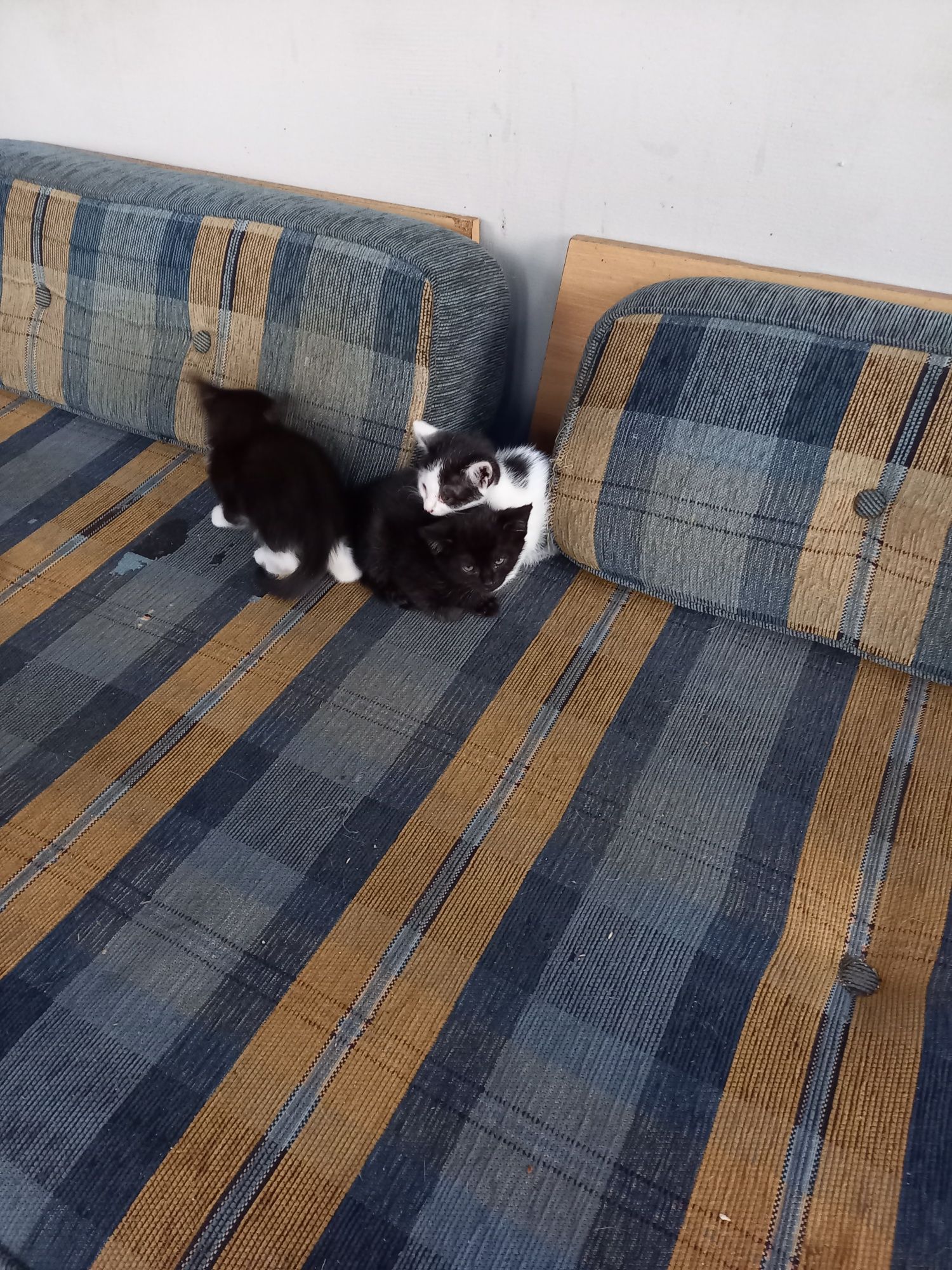 Oddam kotki w dobre ręce