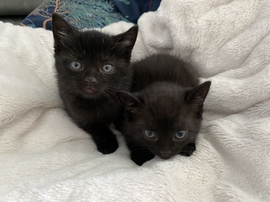 Oddam dwa czarne kotki (kocury)