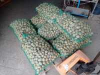 Ziemniaki jadalne Tajfun,30-50 cm