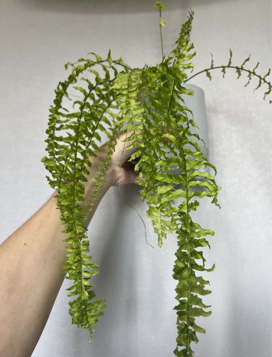 Папороть нефролепіс нефролепис тайгер папоротник