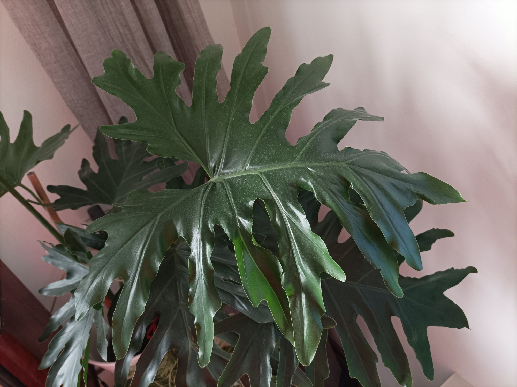 Philodendron Solleum 8 liści
