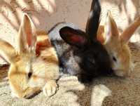 Кролики помісь порід