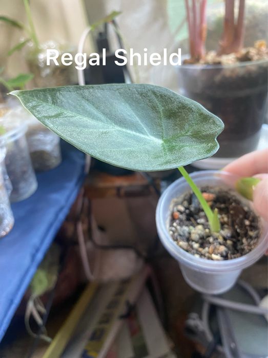 Продам алоказію от 100 грн