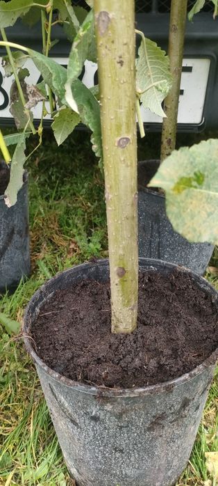 Wierzba Iwa Salix Klimanroc  C4 wys 170cm