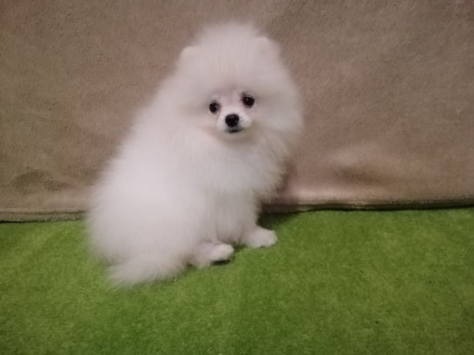 Розкішні міні шпіцулі