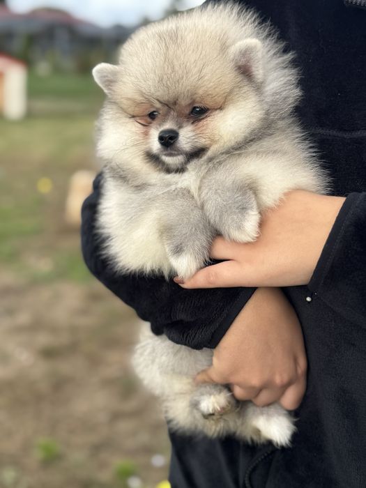 Lulu da Pomerania