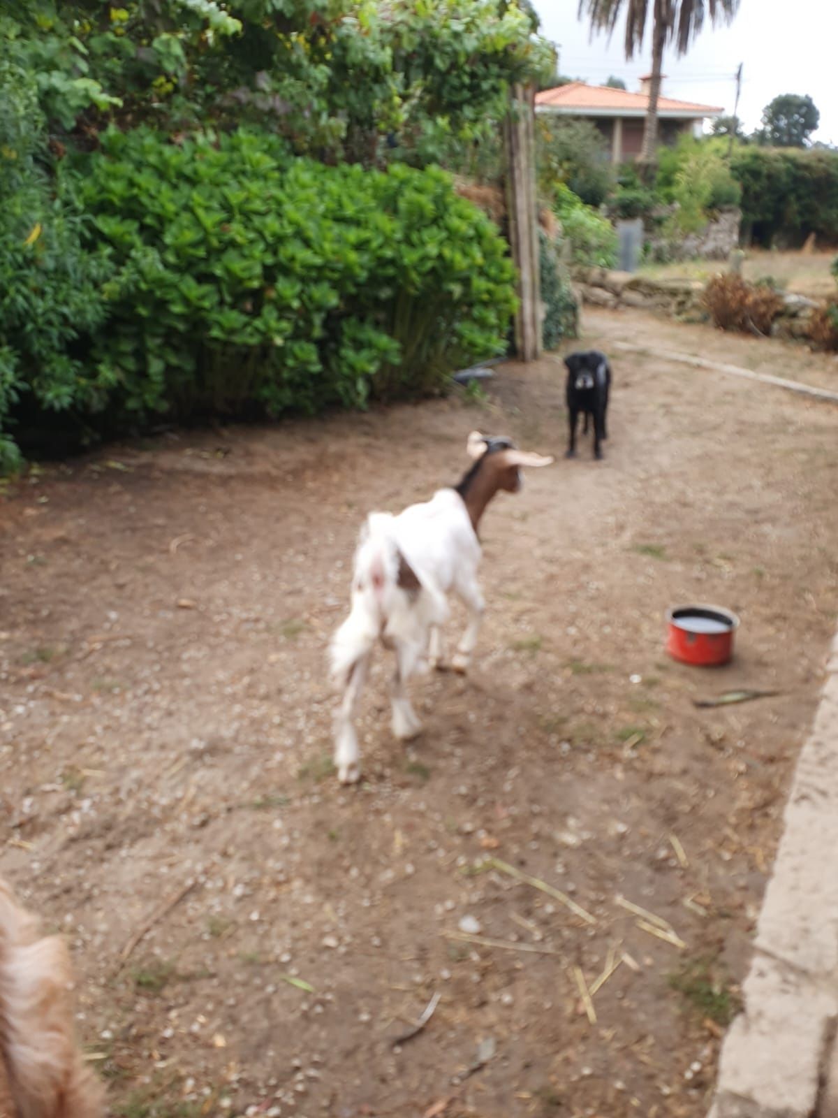 Cabrito macho caseiro