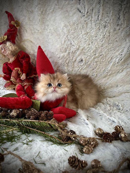 Золоте кошеня британська шиншила