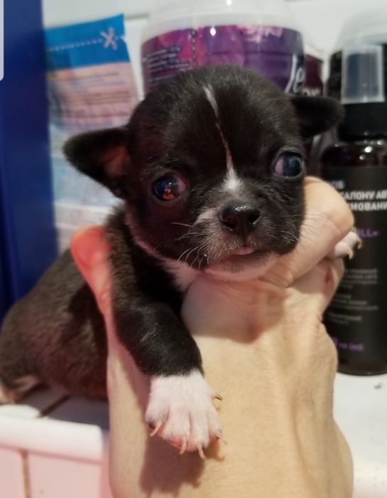 Кобби тип Мальчик чихуахуа мини