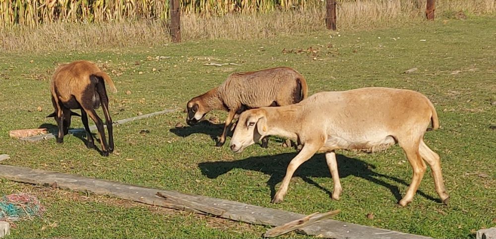 Baranki kamerunskie