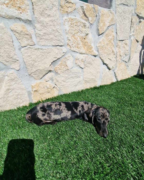 Teckel Black Merle Macho