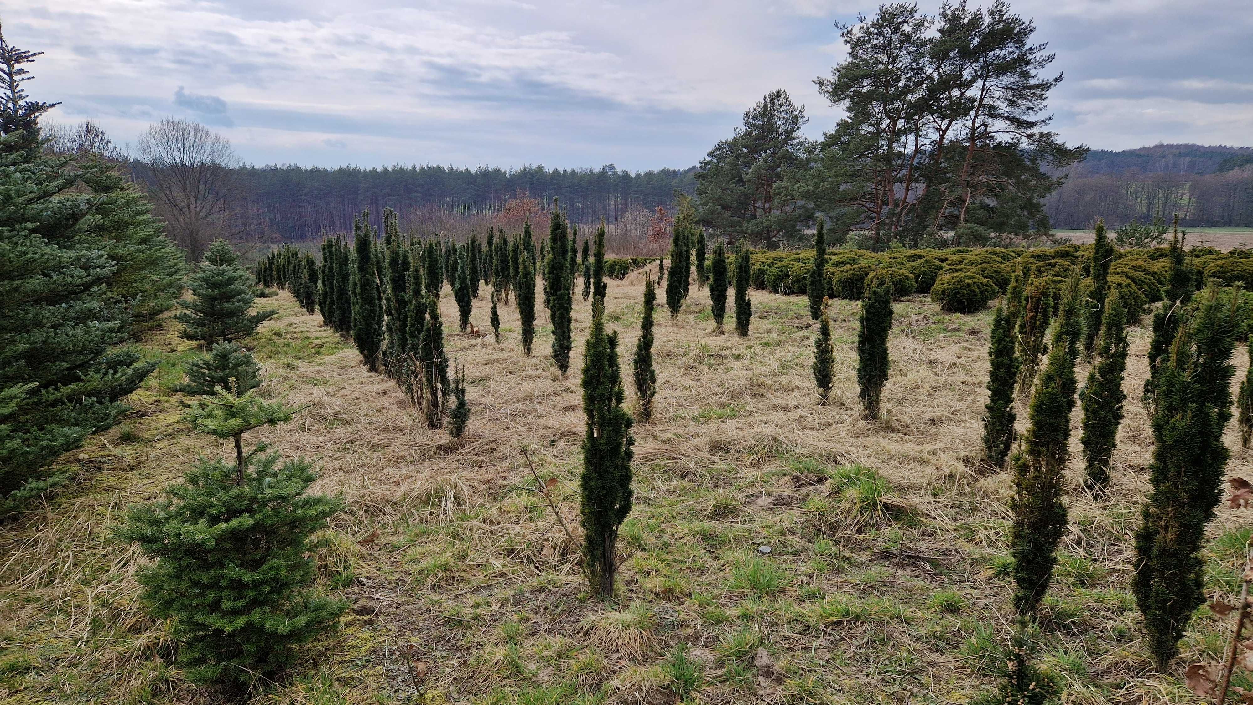 Cis kolumnowy wys. 80 - 150 cm.  Ilości hurtowe