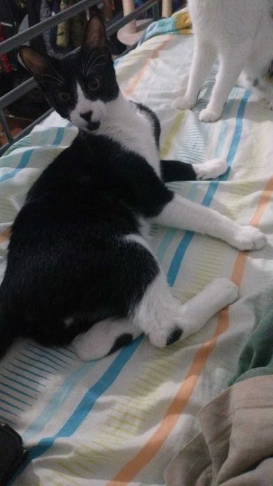 Gato gatinho para adoção consciente