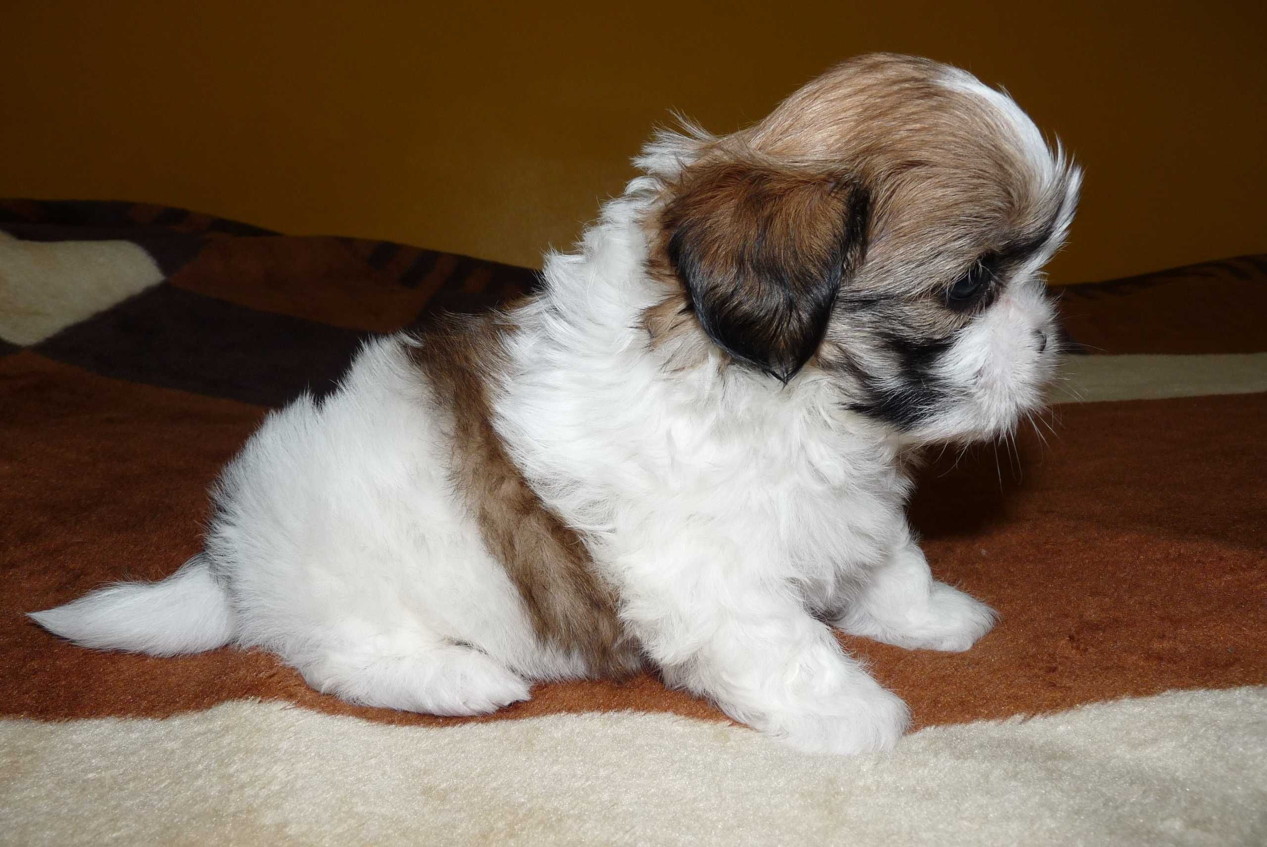 Shih Tzu, suczka Wega do odbioru od 15 sierpnia.