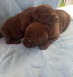Lablador Retriever