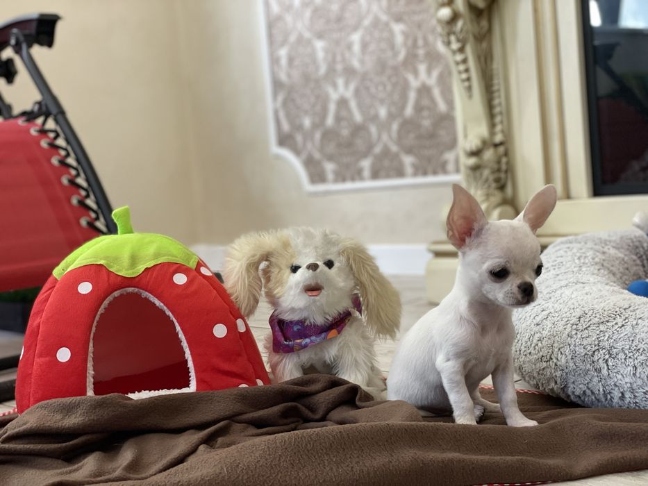 Гарненька сніжинка у продажу