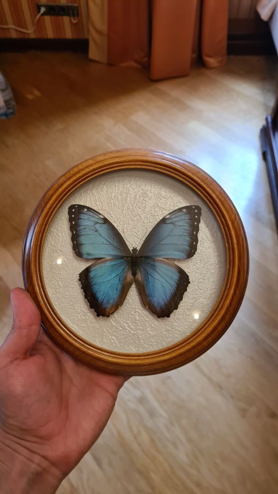 Бабочка в рамке Morpho hyacinthus