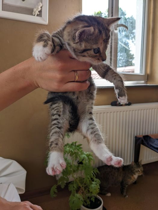 Oddam kocurki w dobre ręce Bielawa gm. Długołęka