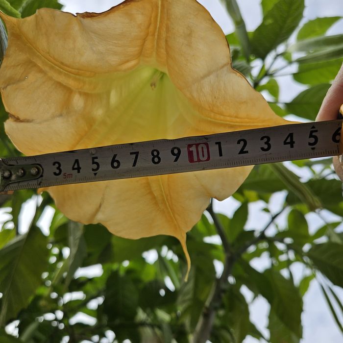 Бругмансия ароматная желтая трубы ангела дурман