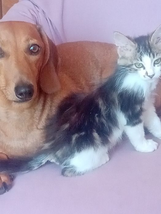 Пропала кошка заводской район ул. Шосейна 1