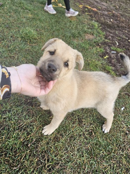 Oddam małego kundelka