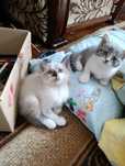 Котики кошеня киця