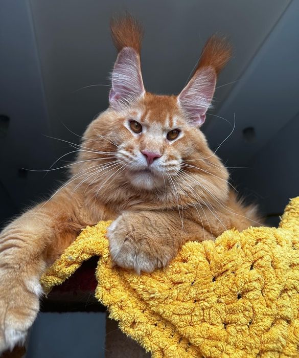 Роскошные котики Мейн-кун