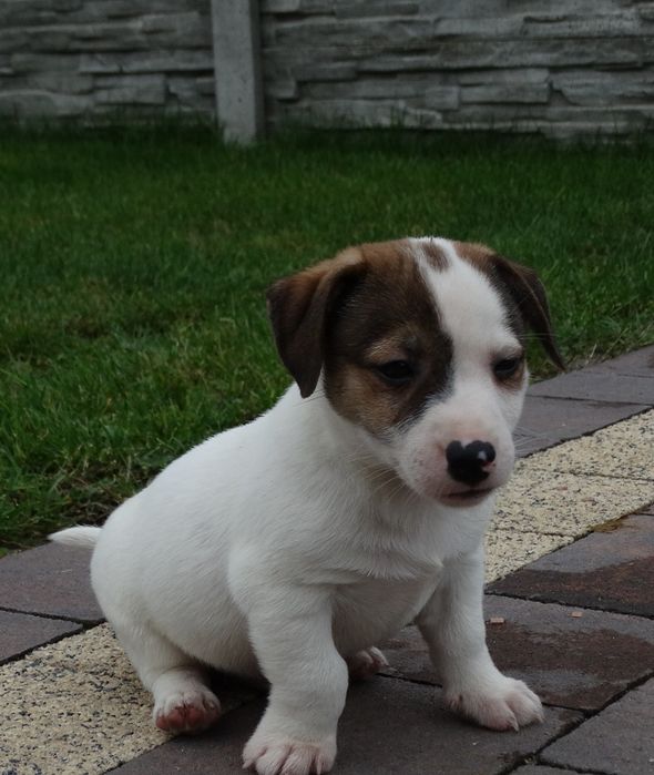 Jack russell Terrier piesek z rodowodem
