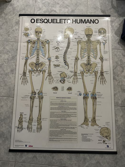 Posters corpo humano