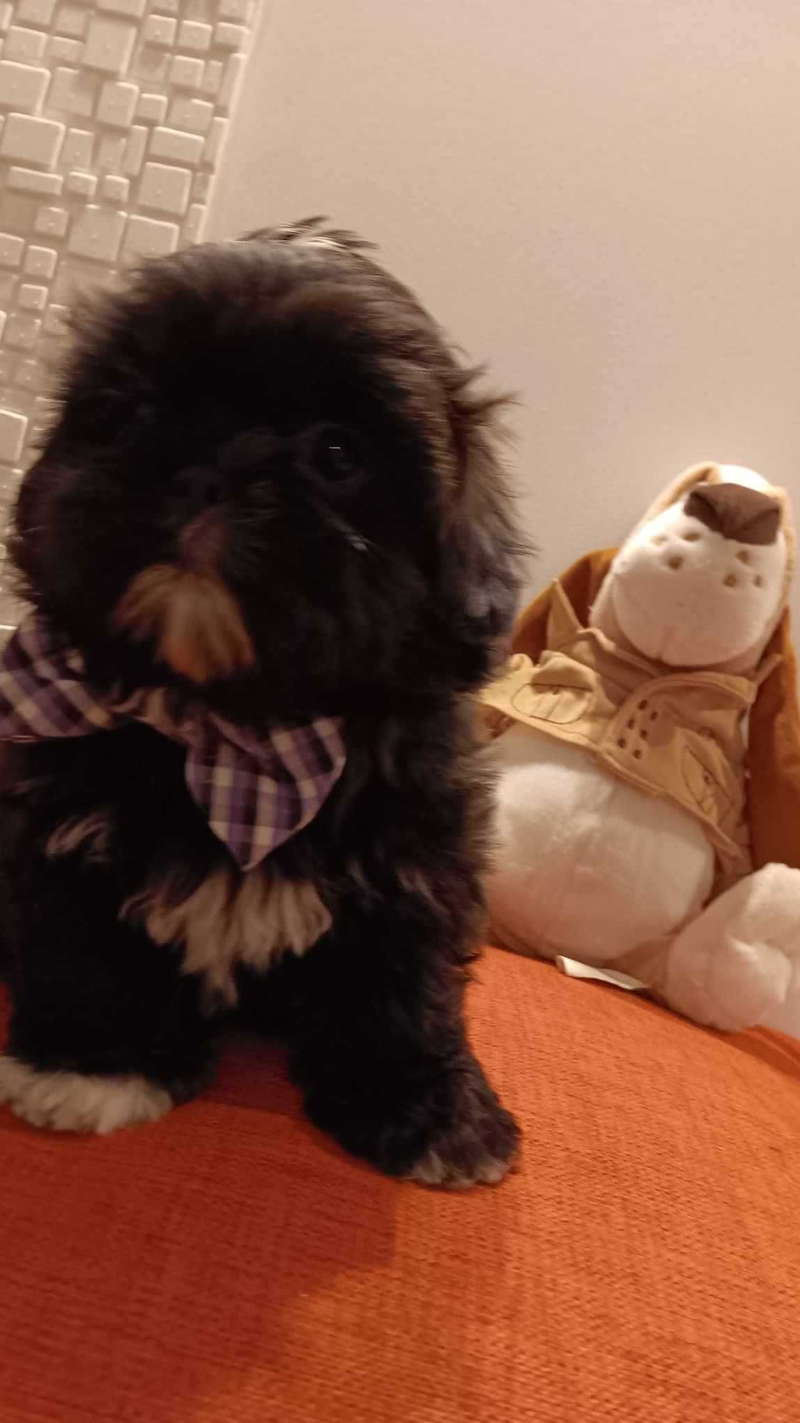 Shih Tzu Piesek - Czekolada