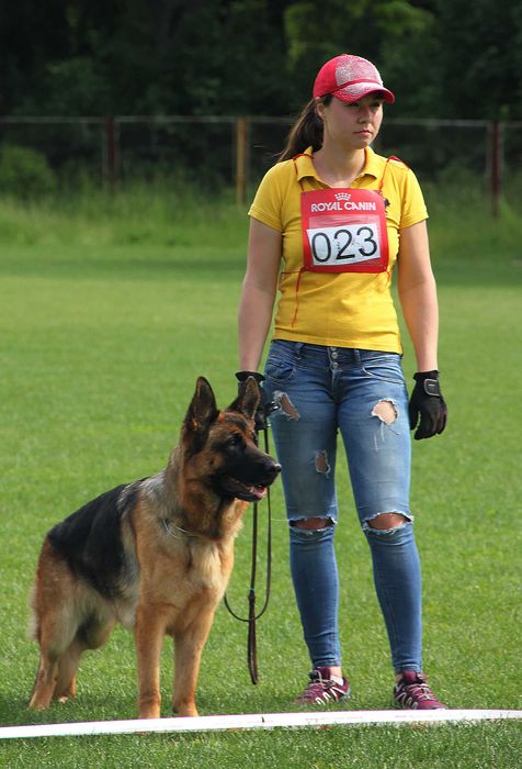 Німецька Вівчарка -  сука, від провірених та тестованих батьків! КСУ