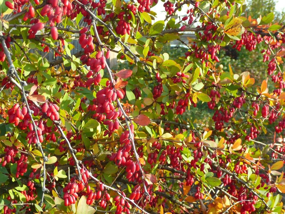 Барбарис "Амурський "