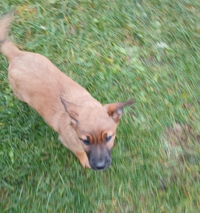 Pieska odam za darmo