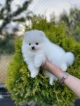 Померанский шпиц!!  Малыши!!