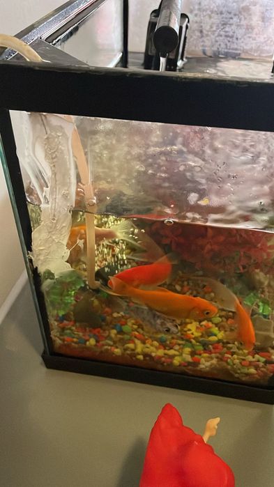 Aquário e peixes
