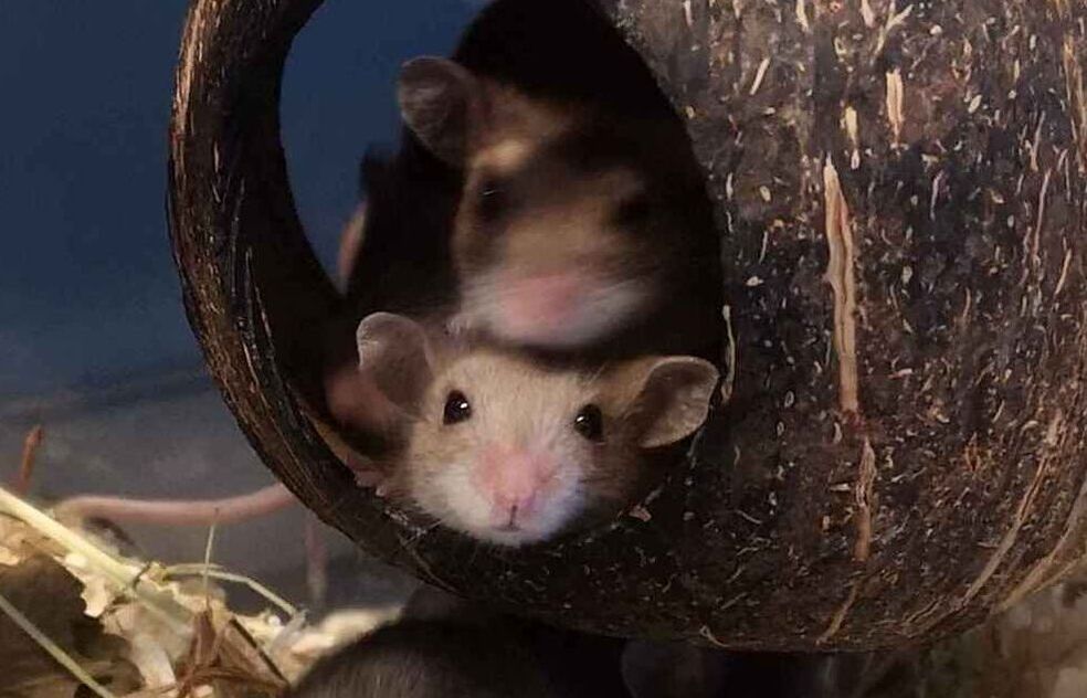Myszak leśny (Peromyscus maniculatus)