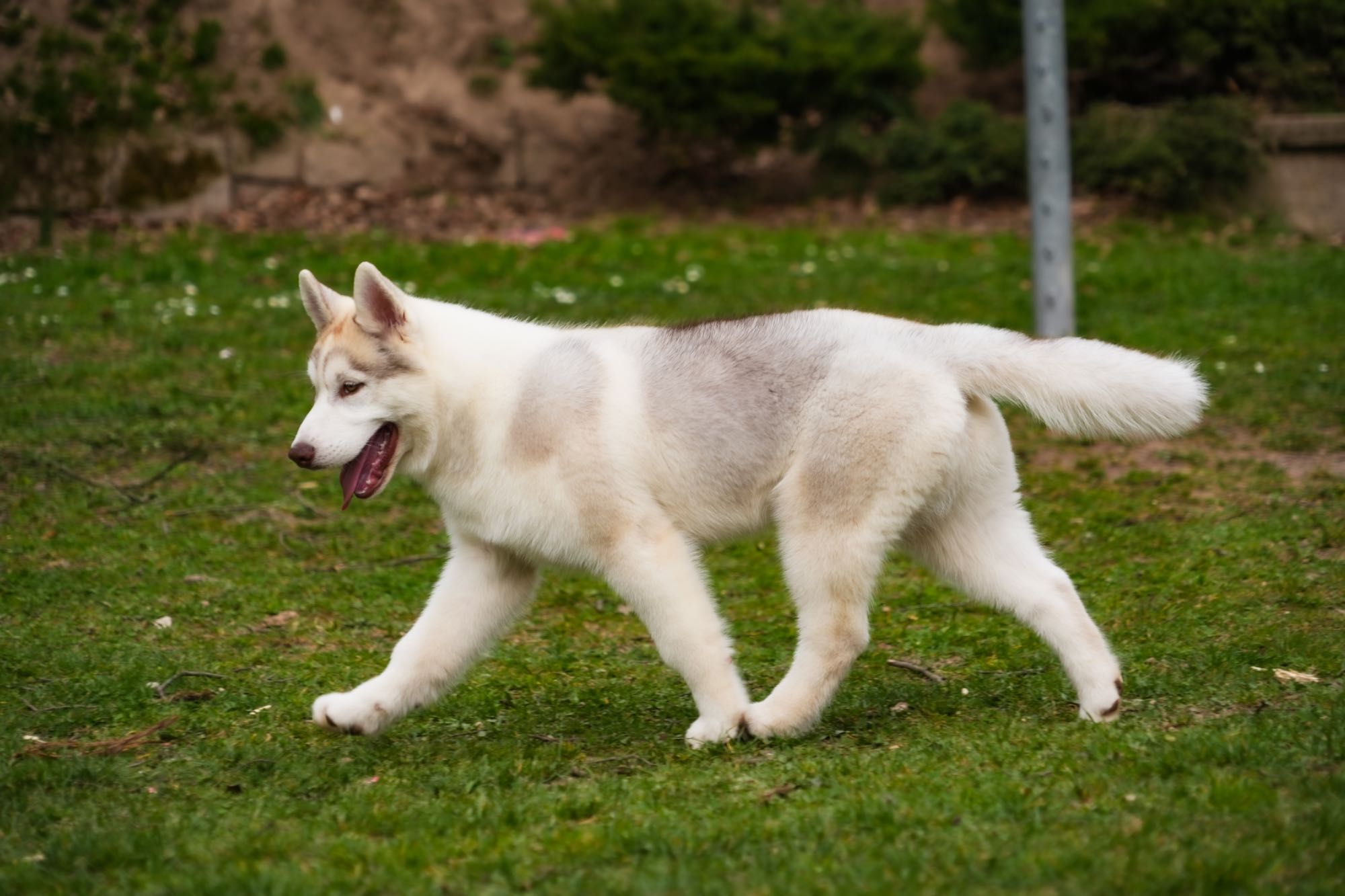 Śliczny szczeniaczek Siberian Husky FCI