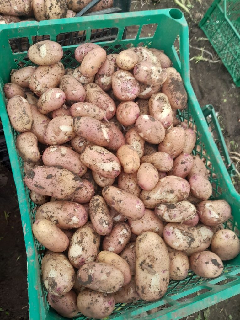 Продам молодая капуста картошка тирас ривьера