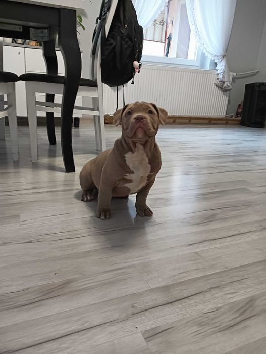 American Bully  szczenie