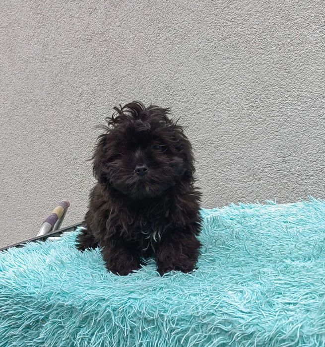 maltipoo                      ,