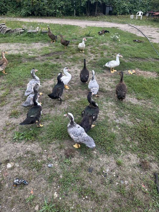 Kaczki staropolskie francuskie tego roczne