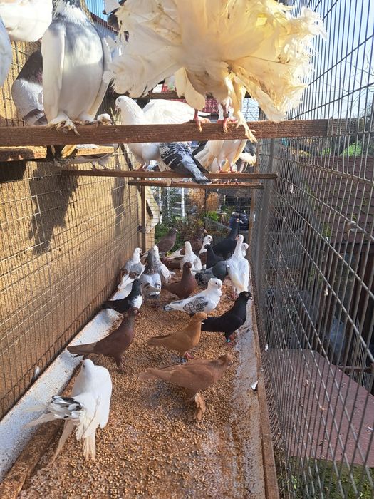 Gołębie gołąb ptaki ozdobne likwidacja hodowli