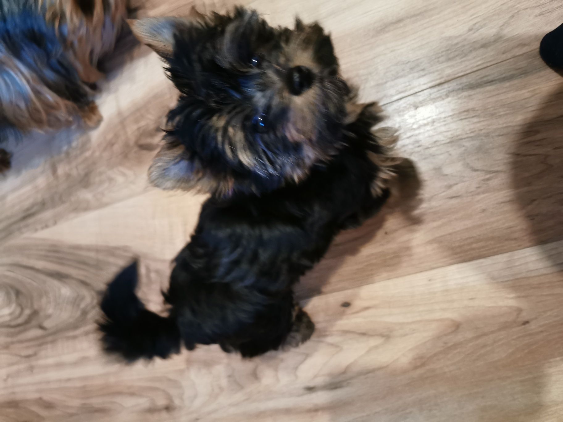 Yorkshire terrier MINI