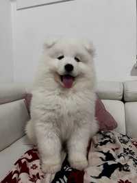 Szczenię rasy samoyed