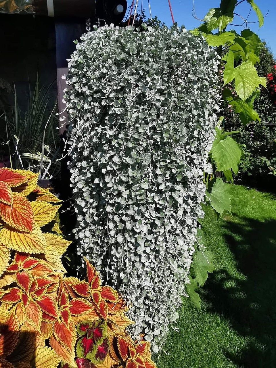 Dichondra srebrzysta - 0,60 gram = 100-120 nasion,