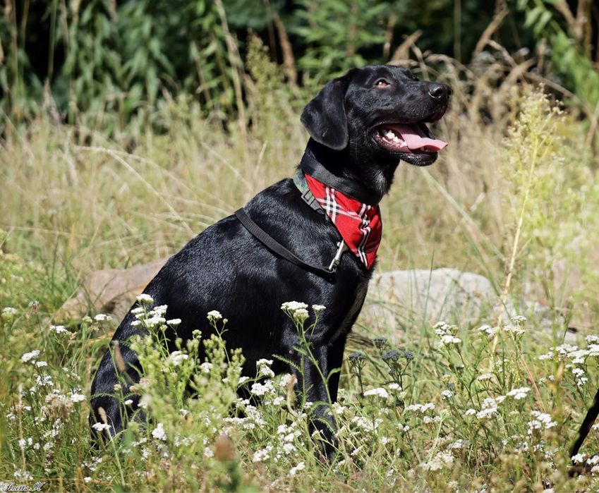 Roczny czarny mini mix labrador. Młody pies w schronisku do adopcji.