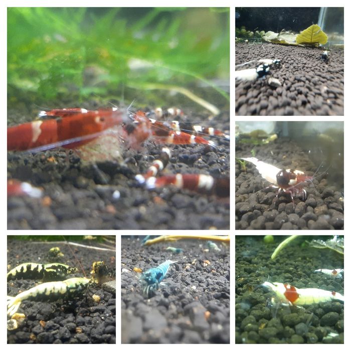 krewetki  różne galaxy PRL PBL King Kong Panda Blue Bolt Wine Red SCR