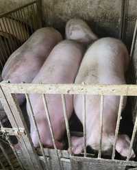 Продаються свині 140-160 кг