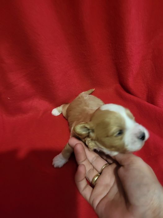 Maltipoo piesek zapraszam
